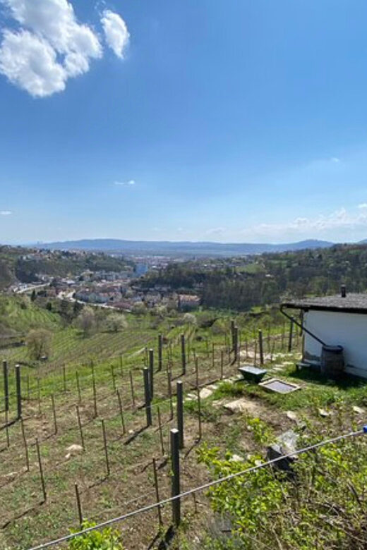 Taste and Tour Small Organic Wineries with a Winemaker - Why This Tour Offers Great Value