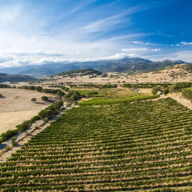Taste Gallura: Try our products and discover our winery. - A Closer Look at the Experience