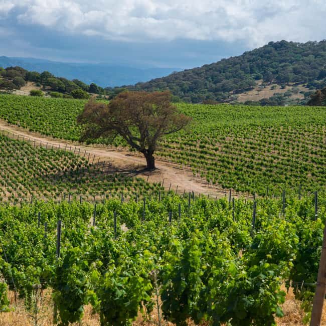 Taste Gallura: Try our products and discover our winery. - Who Should Consider This Experience?