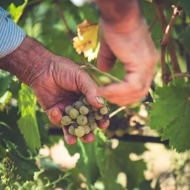 Taste Gallura: Try our products and discover our winery. - FAQ