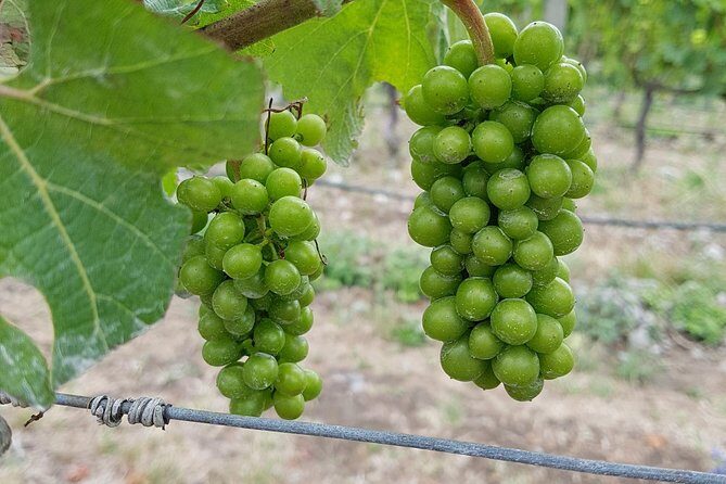 Taste the Valley Wine Tour in Marlborough with Wine Tasting - Frequently Asked Questions