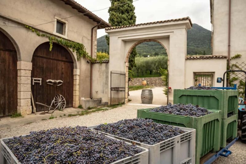 Tasting in the cellar, in Caprino Veronese, Pesina. - A Closer Look at the Experience