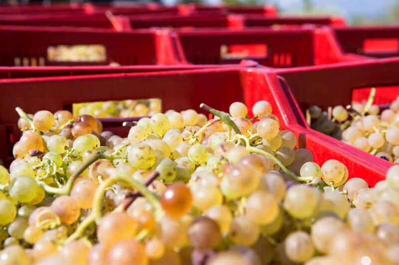 Tasting in the Colli di Luni - Key Points