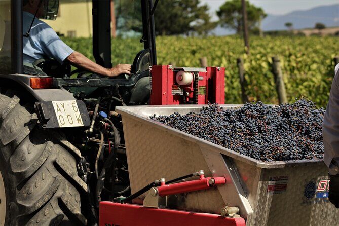 Tasting Selection of 4 wines in Montefalco - Who Will Love This Experience?