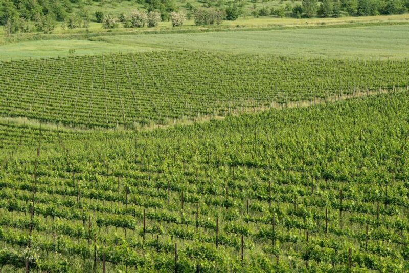 Tastings in the villa - THE SECRETS OF THE TORRIOLO ESTATE - Who Should Consider This Tour?