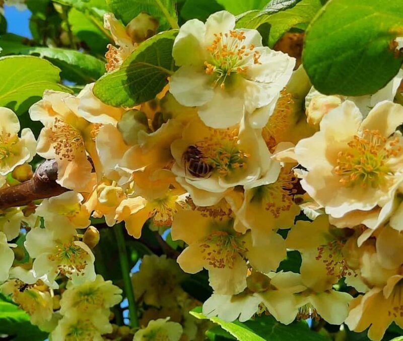 Tauranga: Kiwifruit Destination and Sights Shore Excursion - Food and Refreshments