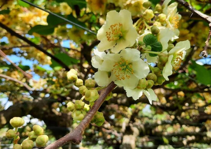 Tauranga: Kiwifruit Destination and Sights Shore Excursion - FAQ