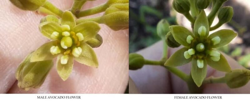 Tauranga: Kiwifruit Destination and Sights Shore Excursion - The Sum Up