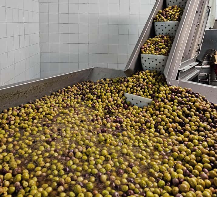 Tavira City & Olive Factory - Practical Details and Tips