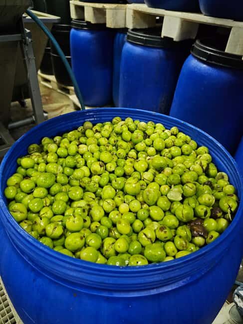 Tavira City & Olive Factory - Who Should Consider This Tour?