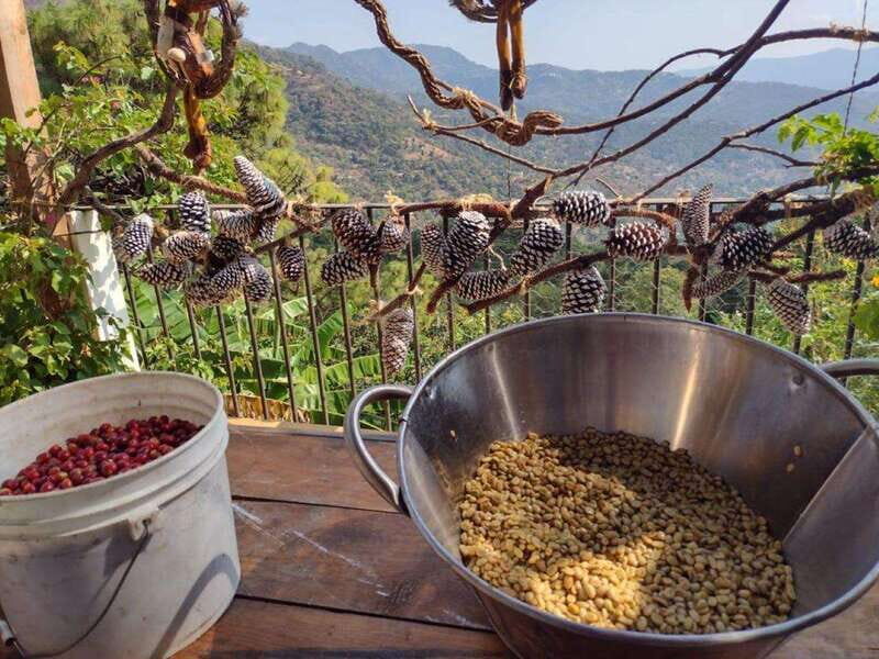 Taxco: Organic Coffee Garden Experience - What Travelers Say