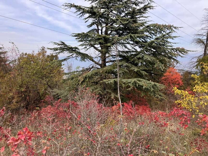 Tbilisi: Delightful Trail over the City - An In-Depth Look at the Trail Experience