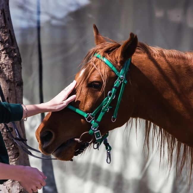 Tbilisi: Kakheti Horse Riding, Wine Tasting, and Cooking - Key Points