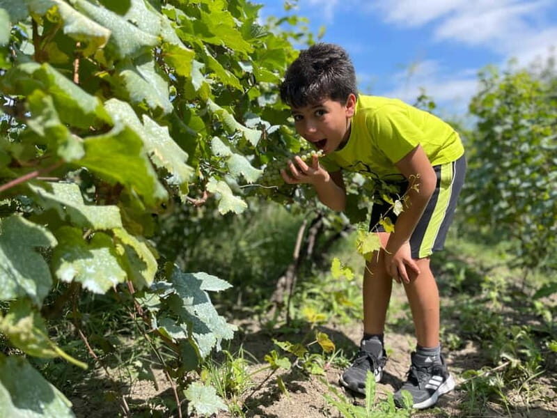 Tbilisi: Kakheti Private Wine Tour with Family Lunch - Who Should Consider This Tour?