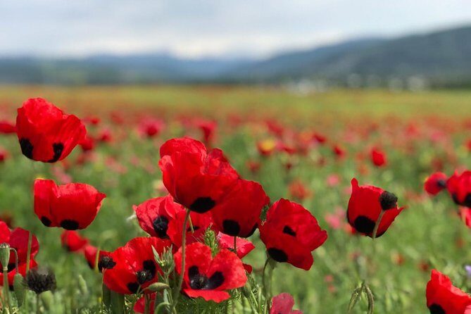 Tbilisi & Mtskheta bus tour hop on hop off - An In-Depth Look at the Tour Itinerary