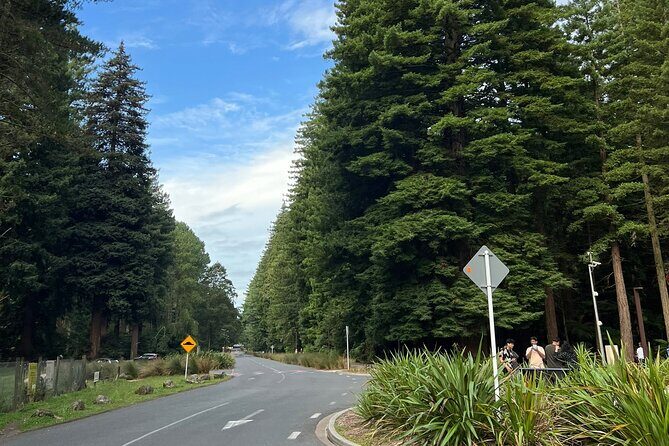 Te Puia And Redwood Park Day Trip Transport From Auckland - Final Thoughts