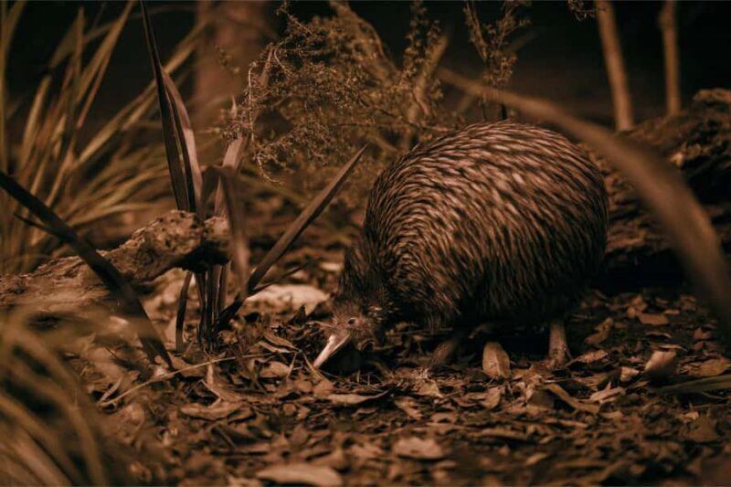 Te Puia: Te P Indigenous Combo - Tour, Dinner + Haka - Who Should Consider This Tour?