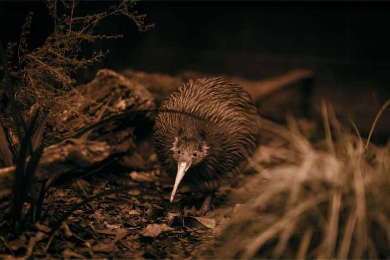 Te Puia: Te R Guided Day Tour + Haka Cultural Performance - Practicalities: What to Expect and How to Prepare