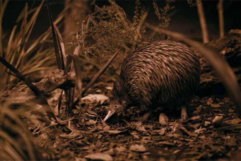 Te Puia: Tuku Iho Trail with Cultural Show - FAQ