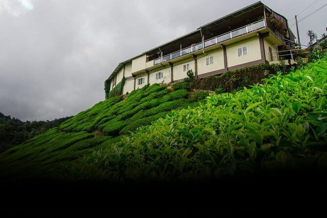 Tea Factory Tour at Galle (Pitigala) - Key Points