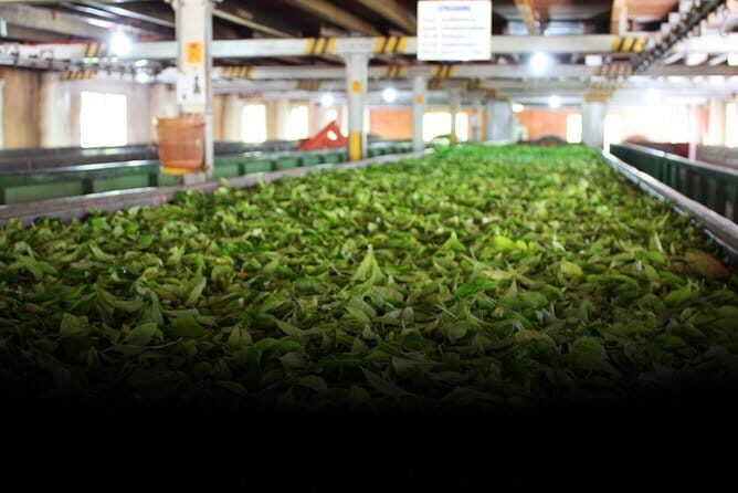 Tea Factory Tour at Galle (Pitigala) - An In-Depth Look at the Pitigala Tea Factory Tour