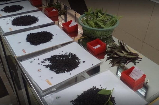 Tea Factory Tour at Galle (Pitigala) - Final Thoughts