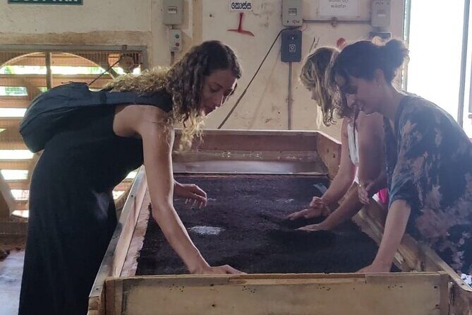 Tea Factory Tour with Tea Tasting Session - Exploring the Tea Factory Tour with Tea Tasting Session in Sri Lanka