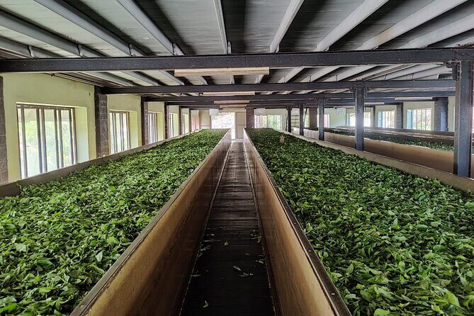 Tea Factory Tour with Tea Tasting Session - A Detailed Look at the Semidale Tea Factory Experience