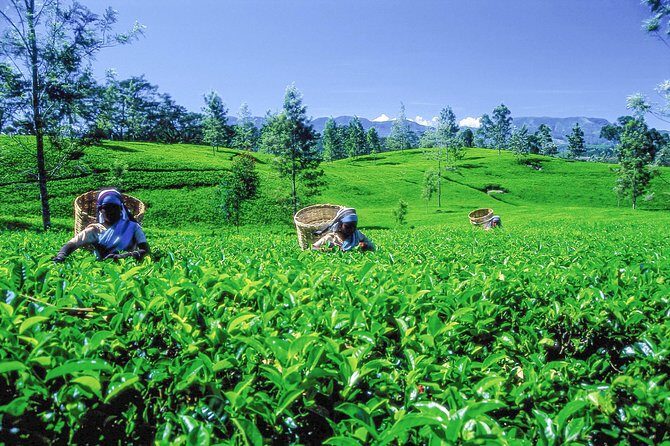 Tea Plantation Tour from Kandy - Practical Details and Insights