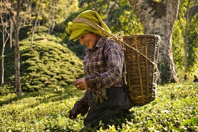 Tea Pluckers' Day - Exploring the Authentic Charm of Tea Pluckers Day in Darjeeling