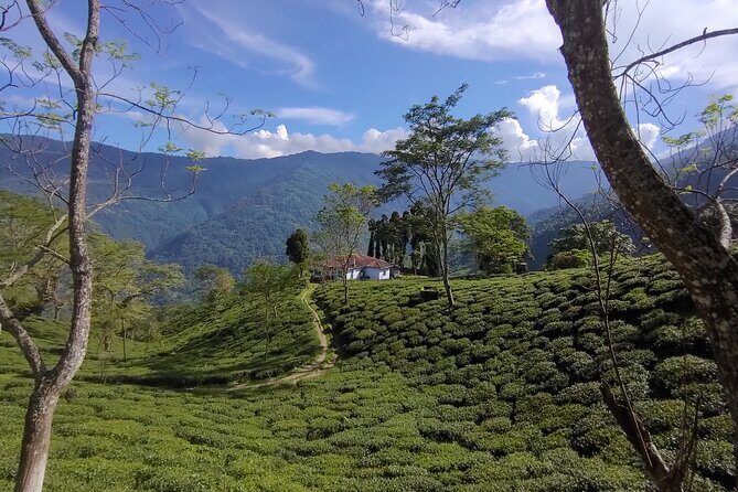 Tea Pluckers' Day - Key Points