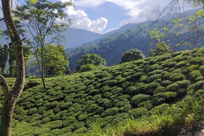 Tea Pluckers' Day - Frequently Asked Questions