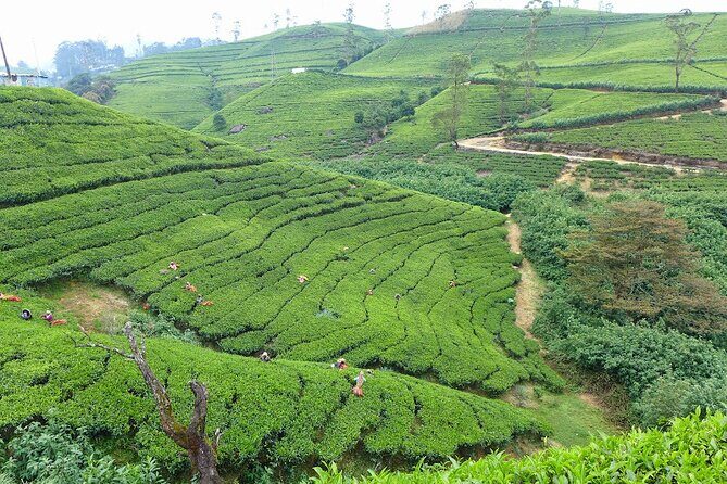 Tea Plucking and Tea Factory Tour From Kandy - The Sum Up: Who Will Love This Tour?