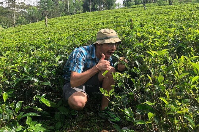 Tea Plucking and Tea Factory Visit from Kandy - Key Points