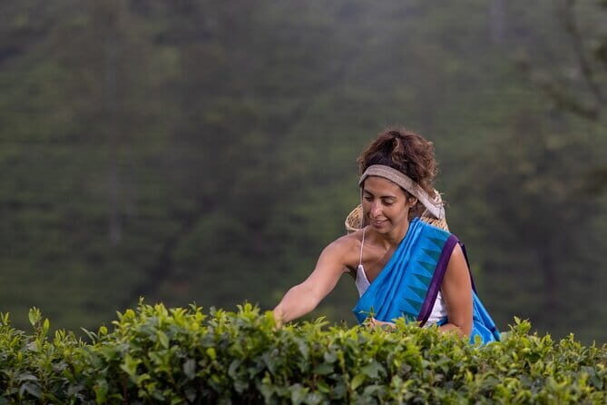 Tea Plucking and Tea Factory Visit from Kandy - Practical Details and What to Expect