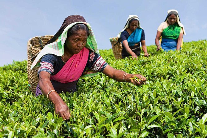 Tea Plucking and Tea Factory Visit from Nuwara Eliya. - Exploring the Tea Plucking and Factory Tour from Nuwara Eliya: A Practical Guide