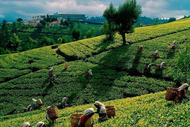 Tea Plucking and Tea Factory Visit from Nuwara Eliya. - Key Points