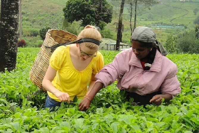 Tea Tasting in Nuwara Eliya - A thorough look at what you can expect from this Nuwara Eliya tour