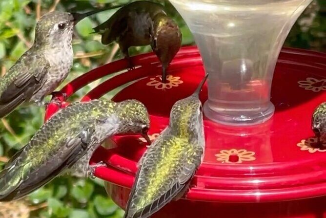 Tea with hummingbirds at a Hummingbird Sanctuary - The Experience: What to Expect in Detail