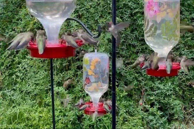 Tea with hummingbirds at a Hummingbird Sanctuary - Who Will Love This Experience?