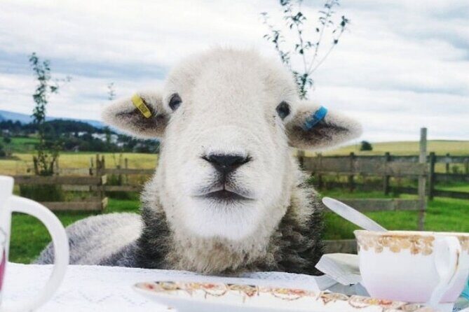Tea with Naughty Sheep - What Is "Tea with Naughty Sheep"?