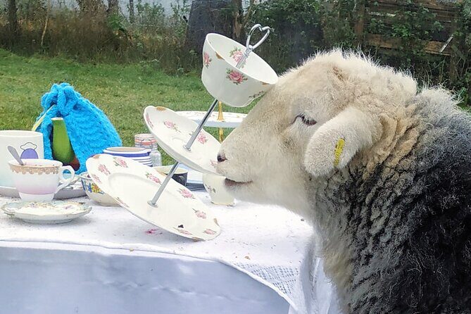 Tea with Naughty Sheep - Pricing and Value