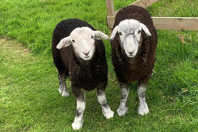 Tea with Naughty Sheep - FAQ