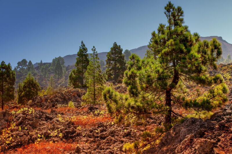 Teide: Guided Sunset & Stargazing Tour by Night with Dinner - Transport and Group Dynamics