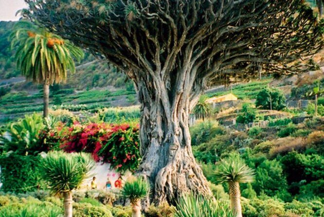 Teide-Icod-Garachico-Masca (Most popular bus tour in Tenerife) - What to Expect from Each Stop