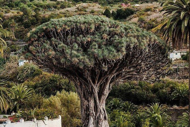Teide-Icod-Garachico-Masca (Most popular bus tour in Tenerife) - Reviews Spotlight