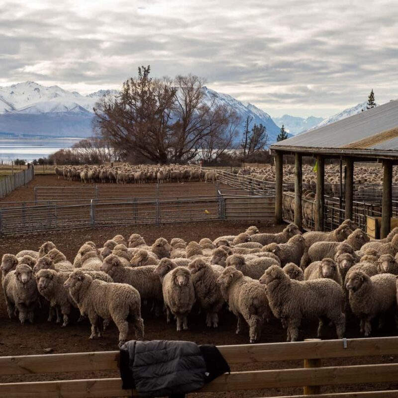 Tekapo: Merino Sheep Shearing and Sheepdog Demonstration - Key Points