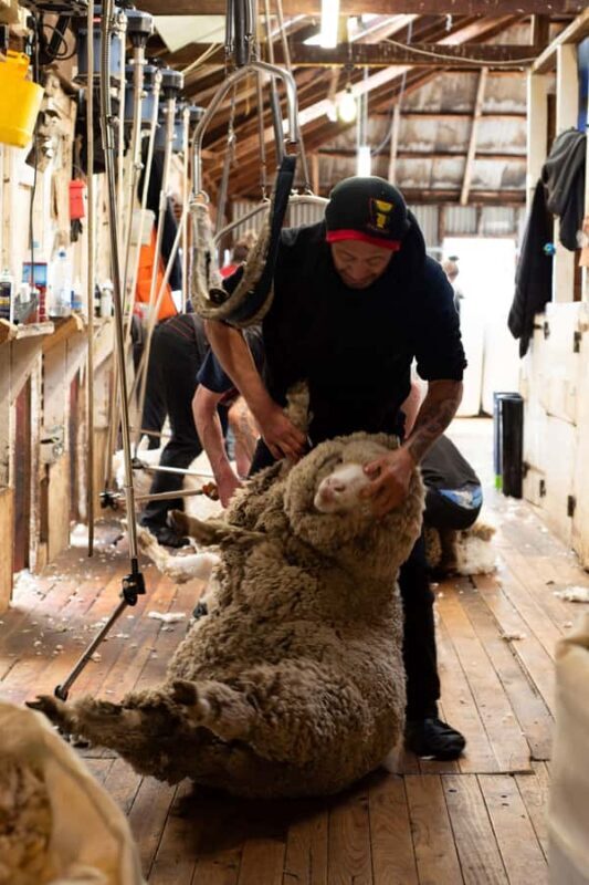 Tekapo: Merino Sheep Shearing and Sheepdog Demonstration - An Introduction to the Farm Life of Lake Tekapo