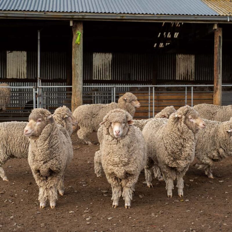 Tekapo: Merino Sheep Shearing and Sheepdog Demonstration - Detailed Breakdown of the Experience
