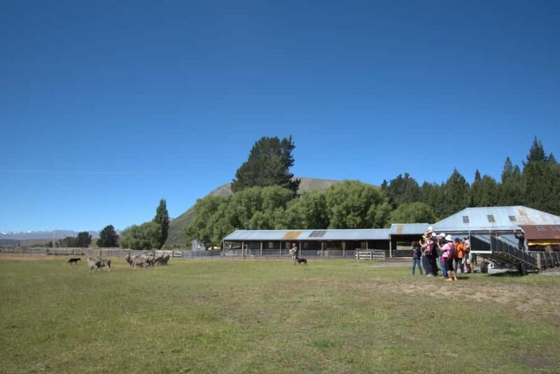 Tekapo: Merino Sheep Shearing and Sheepdog Demonstration - FAQs